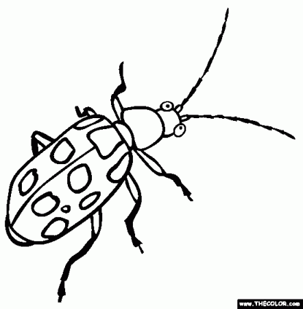 Spotted Cucumber Beetle Online Coloring Page