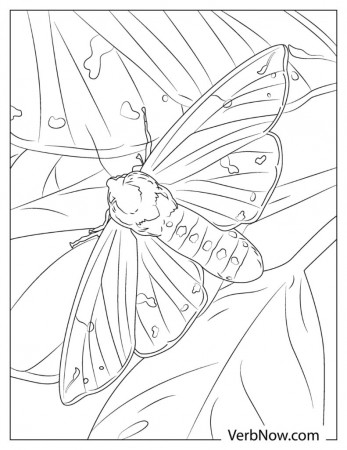 Free MOTH Coloring Pages & Book for Download (Printable PDF) - VerbNow