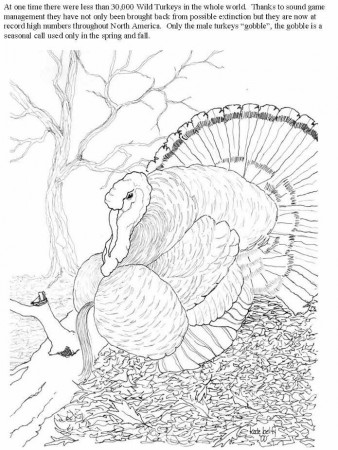 9 Pics of Wild Turkey Hunting Coloring Pages - Wild Turkey ...