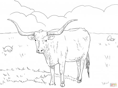 Texas Longhorn Cow coloring page