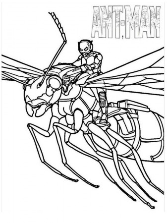antman and the wasp coloring pages. Everyday we must have met this one  small animal. Yes, … | Spider coloring page, Avengers coloring pages, Coloring  pages to print