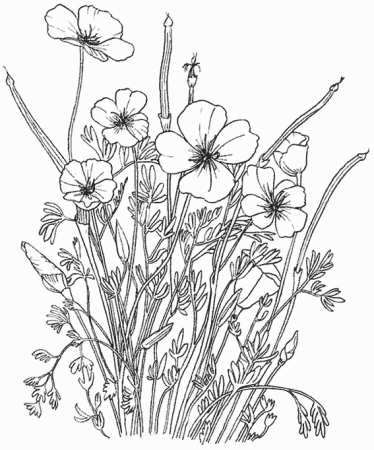 Drawing Flowers #155094 (Nature) – Printable coloring pages