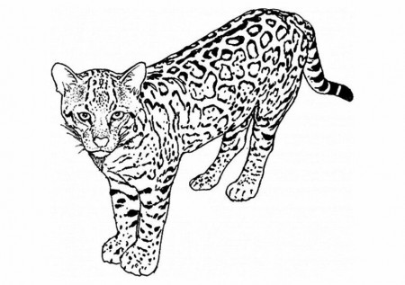 Free & Printable Leopard and Cheetah Coloring Picture, Assignment Sheets  Pictures for Child | Parentune.com