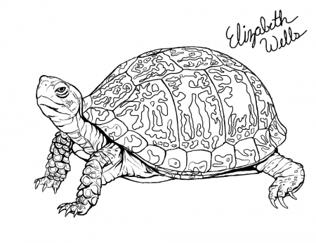 Eastern Box Turtle | Turtle coloring pages, Turtle drawing, Box turtle