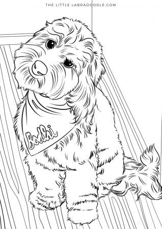 Doodle Lovers Coloring Book. Brodie the Therapy Dog. | Dog coloring book,  Dog sketch, Coloring books