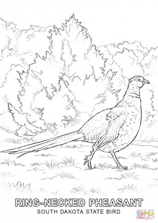 South Dakota State Bird coloring page | Free Printable Coloring Pages