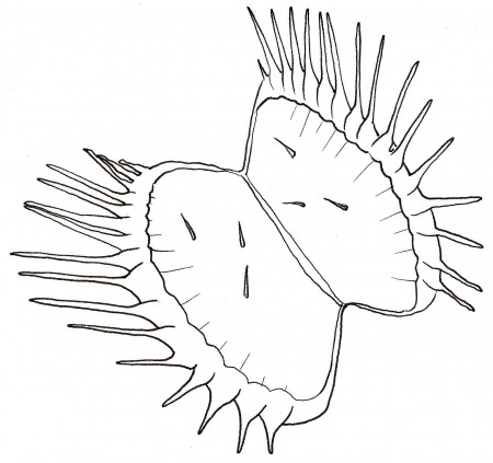How to Draw a Venus Flytrap Worksheet – Dawn's Brain