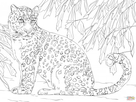 Amur Leopard Coloring Pages - Get Coloring Pages