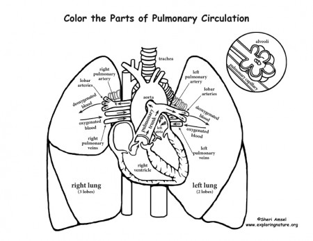 Pulmonary Circulation Coloring Page