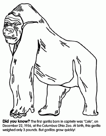 Gorilla Coloring Page | crayola.com