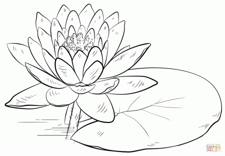 Water Lily and Pad coloring page | Free Printable Coloring Pages