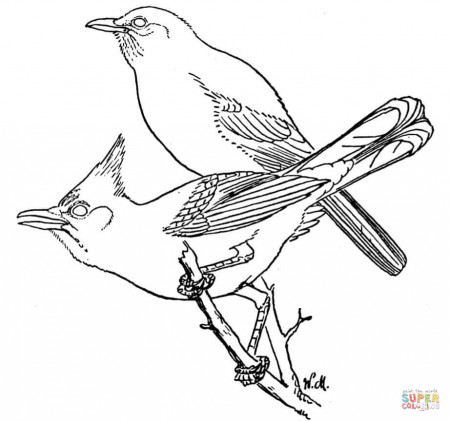 Scrub and Steller's Jays coloring page | Free Printable Coloring Pages