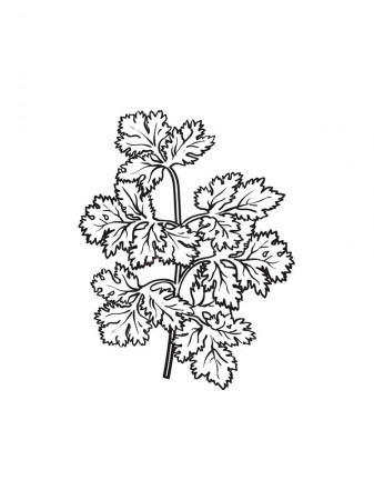 Parsley coloring pages. Download and print Parsley coloring pages