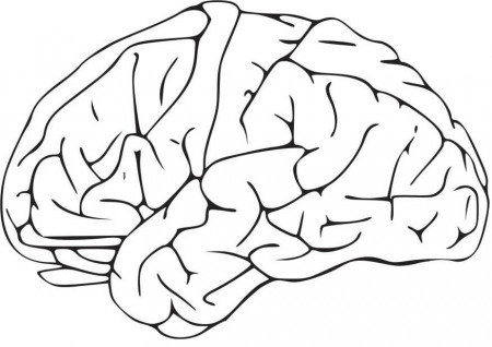 Brain Coloring Page - Coloring Pages for Kids and for Adults