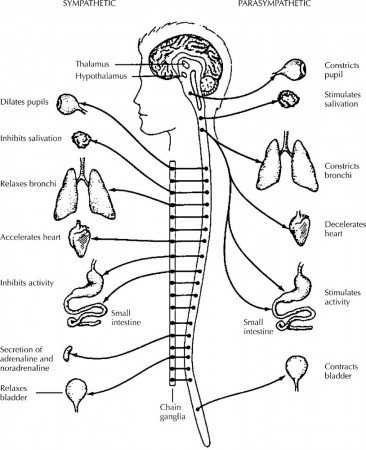 Nervous system coloring page