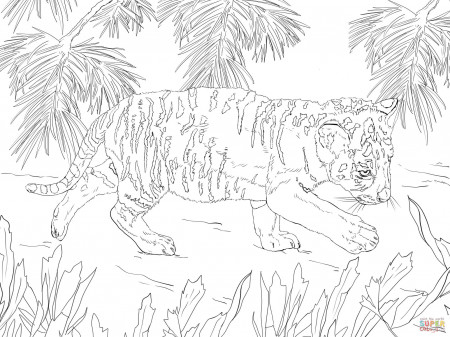 Snow Tiger Cub coloring page | Free Printable Coloring Pages