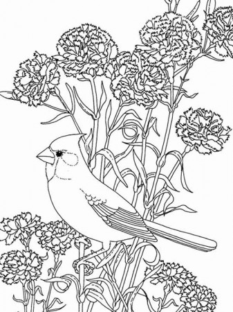Bird Among Beautiful Flowers Coloring Page | Color Luna