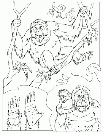 Coloring Pages – wildliferesearch.org