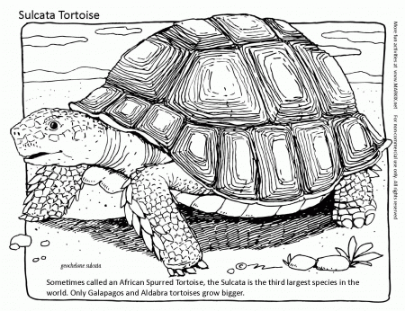 Tortoise Coloring Page - Coloring Pages for Kids and for Adults