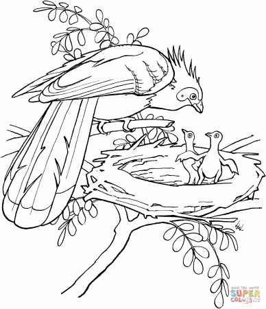 Hoatzin Bird coloring page | Free Printable Coloring Pages