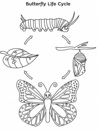 Monarch Butterfly Life Cycle Page Coloring Pages | Butterfly life cycle,  Butterfly life cycle kindergarten, Life cycles