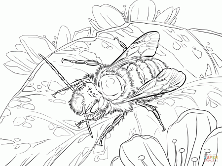 Red Mason Bee coloring page | Free Printable Coloring Pages