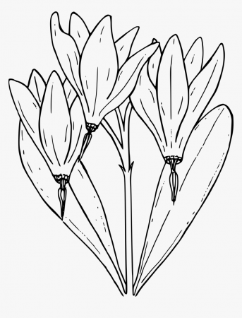 Desert Shooting Star - Shooting Star Flower Coloring Page, HD Png Download  - kindpng