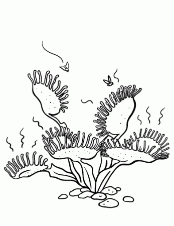 Free Venus Flytrap Coloring Page