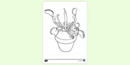 FREE! - Potted Venus Fly Trap Colouring | Colouring Sheets