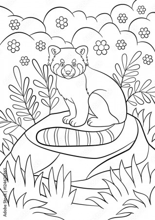 Coloring pages. Little cute red panda smiles. Stock Vector | Adobe Stock