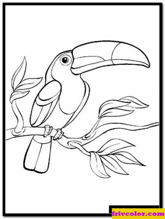 Toucan Free Printable Coloring Pages For Girls And Boys