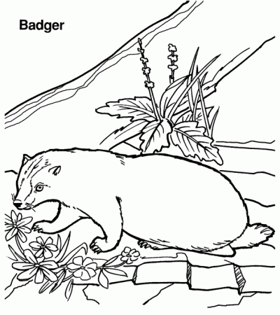 Badger coloring page - Animals Town - Free Badger color sheet