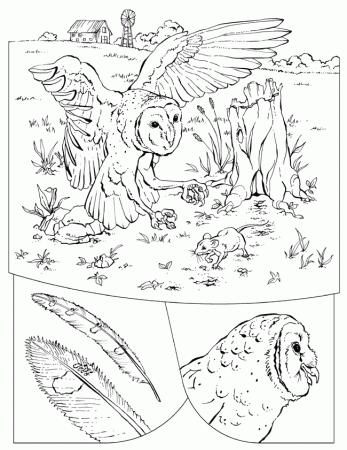 Coloring picture of barn owl Barn owl coloring page animals town ...