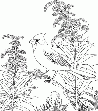 Winter bird coloring pages download and print for free