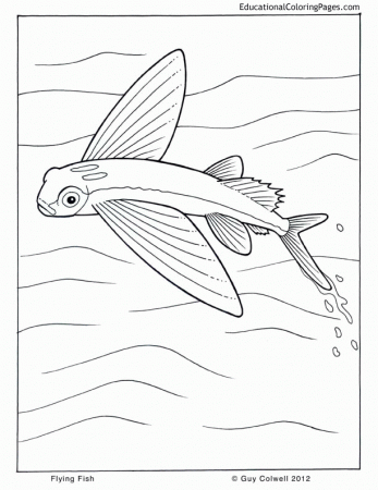 Life of Pi - Animal Coloring Pages | Educational Fun Kids Coloring 