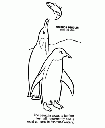 animal coloring pages penguin page and kids activity sheet 
