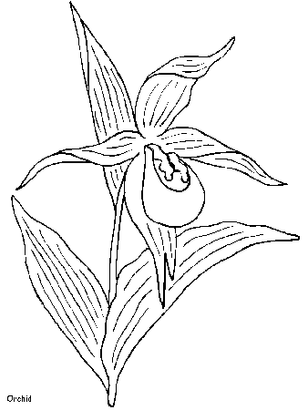 mayflower flower Colouring Pages (page 3)