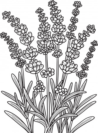 Lavender Flower Coloring Page for Adults 7066581 Vector Art at Vecteezy