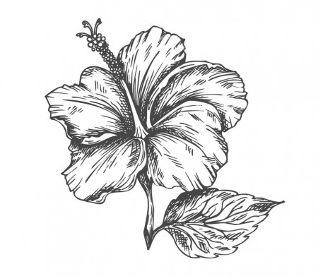 Hibiscus Flower 4 Coloring Page - Free Printable Coloring Pages for Kids