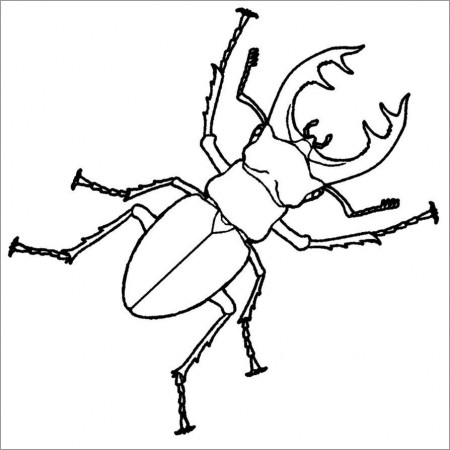 Beetles Coloring Pages - ColoringBay