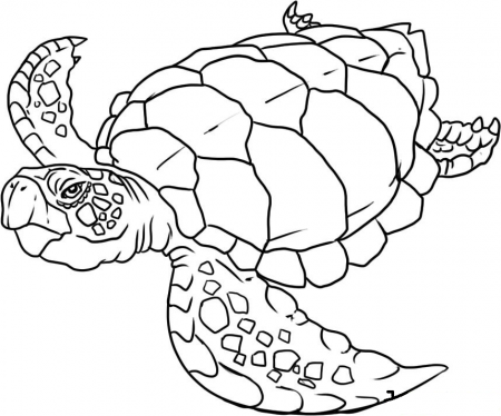 Sea Creature - Coloring Pages for Kids and for Adults