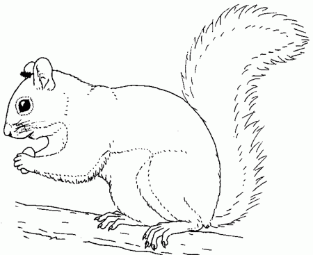 Squirrel Coloring Pages For Preschool Squirrel Coloring Page ...
