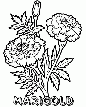 Printable marigold coloring page for kids