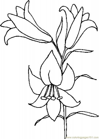Easter Lily 6 Coloring Page - Free Holidays Coloring Pages ...
