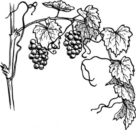 Tree Vines Coloring Pages - ClipArt Best