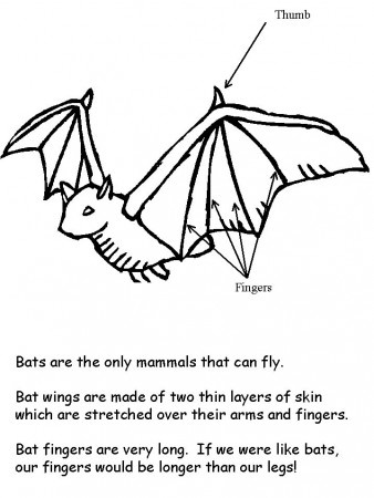 Bats Printable
