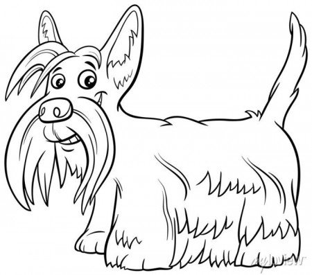 Scottish terrier purebred dog coloring book page • wall stickers graphic,  funny, cheerful | myloview.com