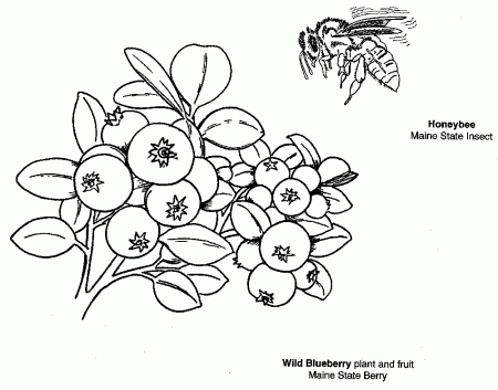 Maine Secretary of State Kids: Fun & Games, Symbols Coloring Book | Coloring  pages, Coloring pages for girls, Fruit coloring pages