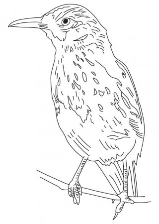 Bold brown thrasher coloring page | Download Free Bold brown thrasher  coloring page for kids | Best Coloring Pages