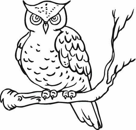 Free Printable Owl Coloring Pages For Kids | Owl coloring pages, Coloring  pages, Coloring books
